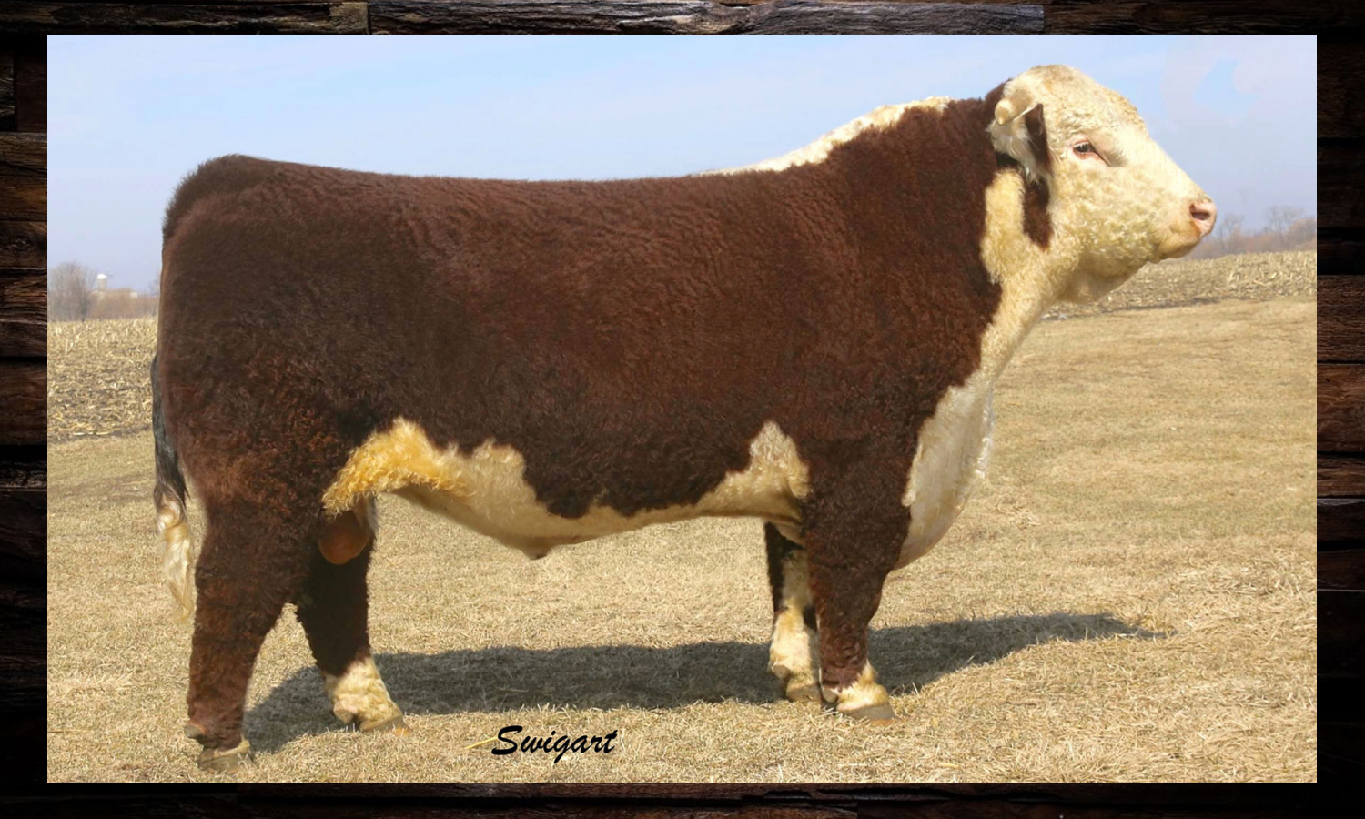 MH 122L T-BONE 1363 ET Sire