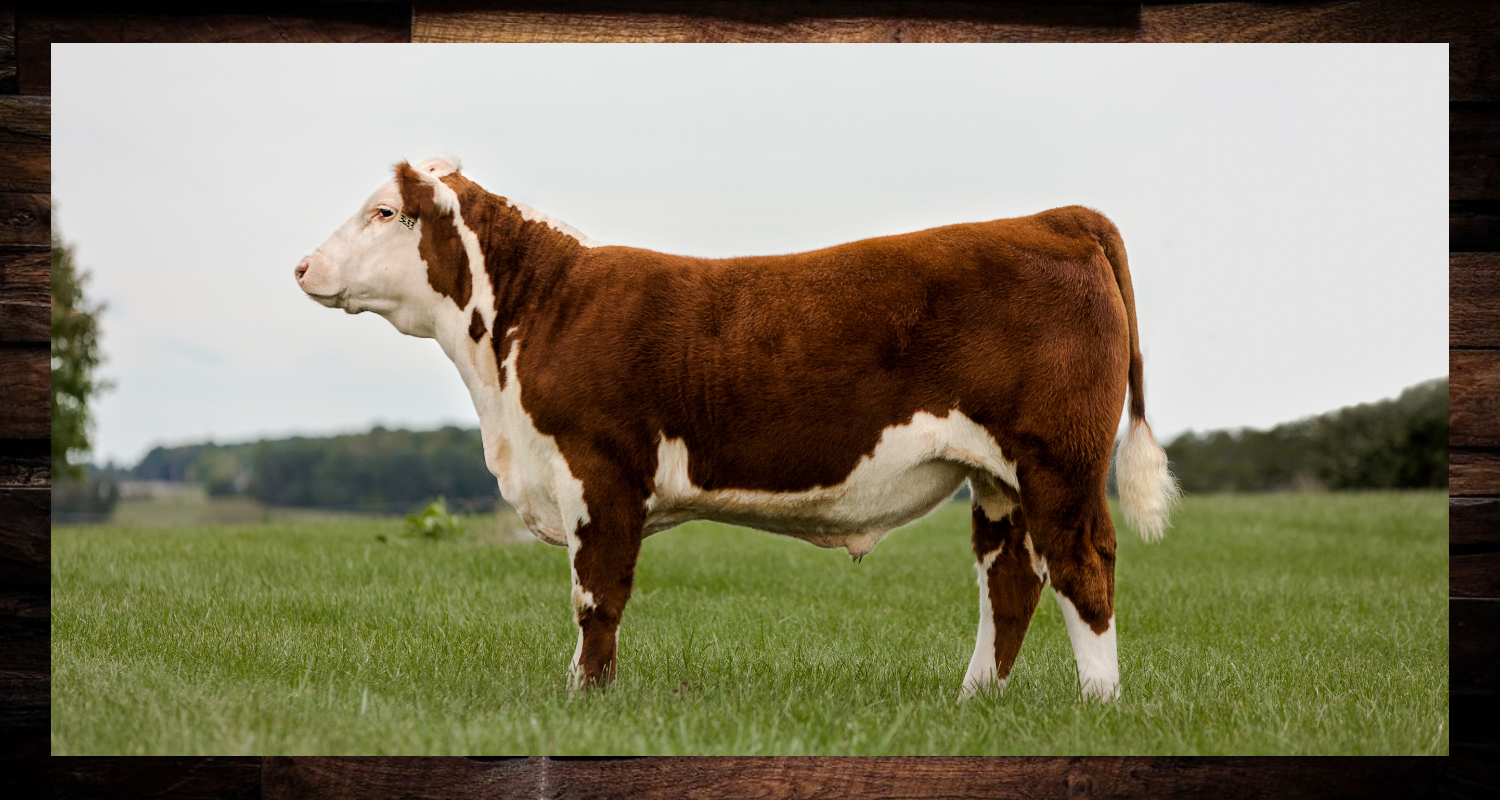 MH 122L T-BONE 1363 ET Sire