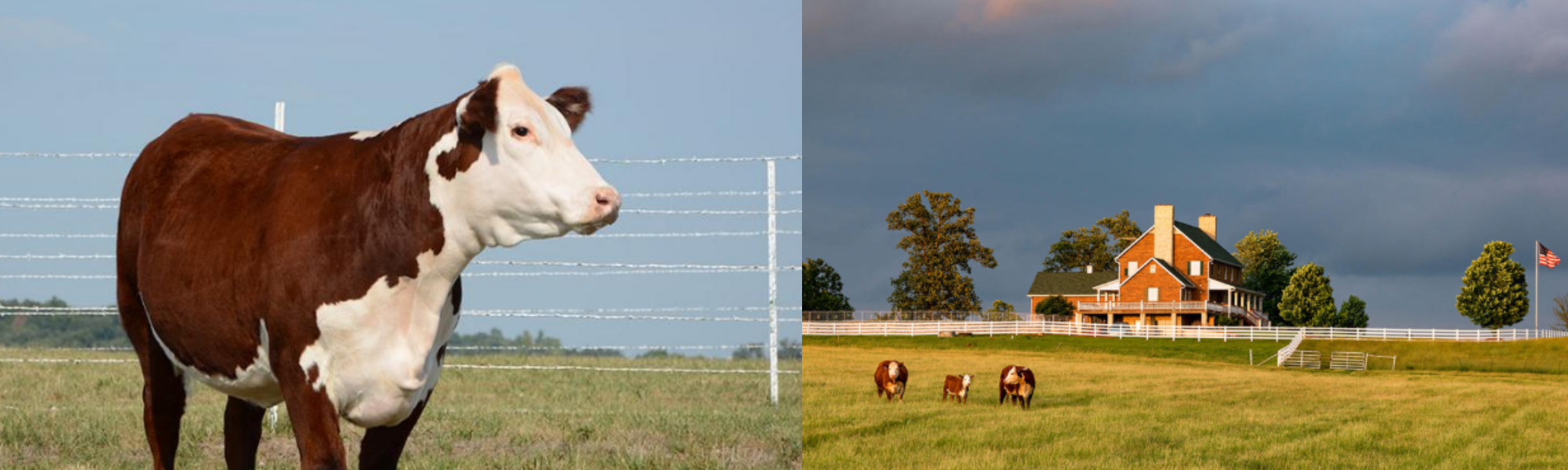 Field of cows