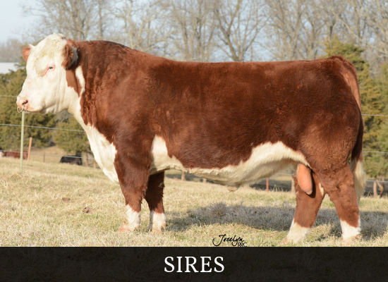 Click here to explore our sires 