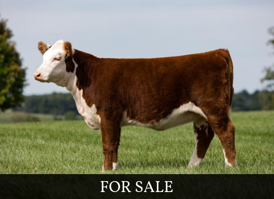 Click here to explore our cattle for sale 