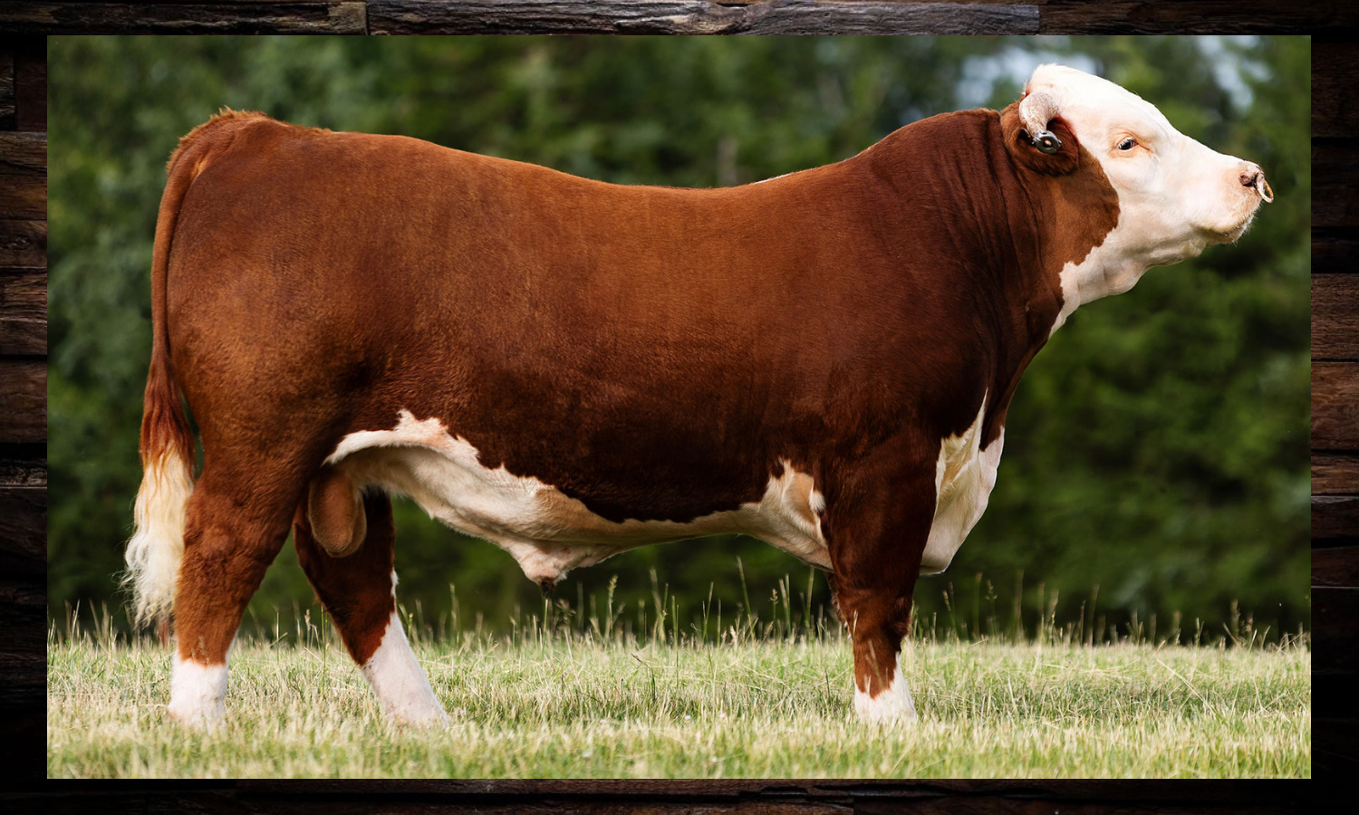 MH REDEMPTION 7113 ET Sire