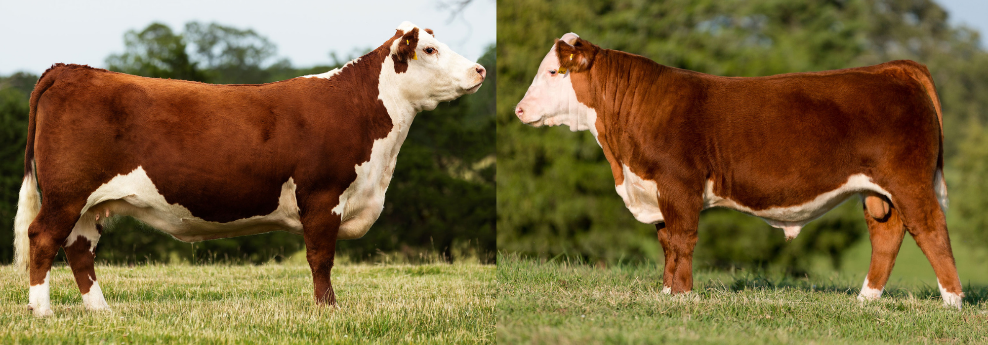 Two champion cows